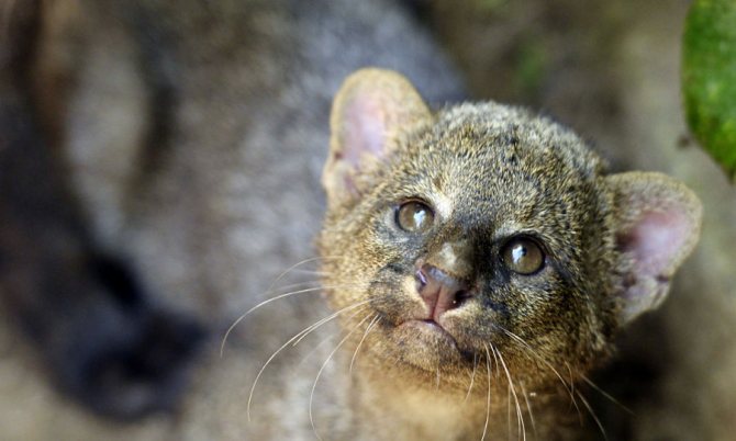 серый котенок ягуарунди