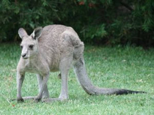 Лесной серый