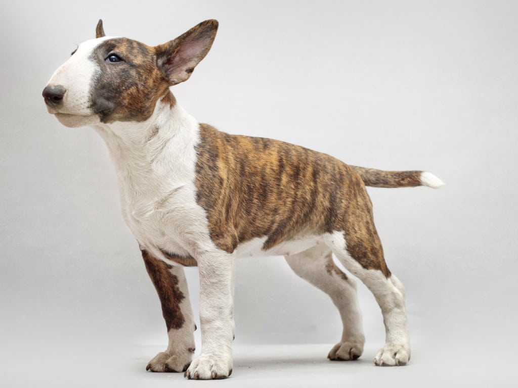 Собака с крысиной мордой: как называется порода, каковы ее особенности