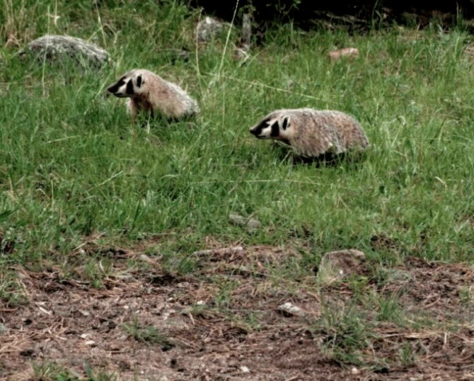 сезон охоты на барсука