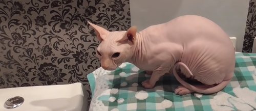 Почему кошки не переносят водные процедуры