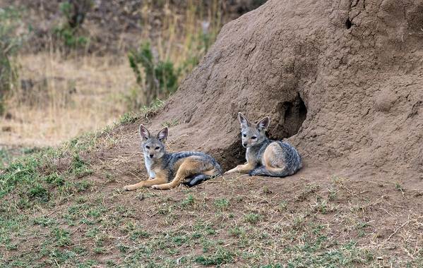 Шакал-животное-Описание-особенности-виды-образ-жизни-и-среда-обитания-шакала-15