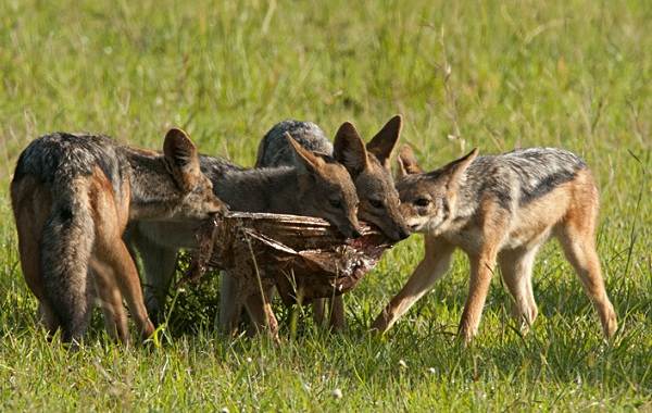 Шакал-животное-Описание-особенности-виды-образ-жизни-и-среда-обитания-шакала-13