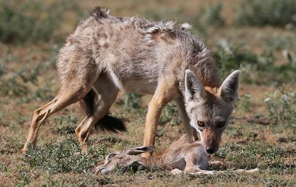 Шакал-животное-Описание-особенности-виды-образ-жизни-и-среда-обитания-шакала-9