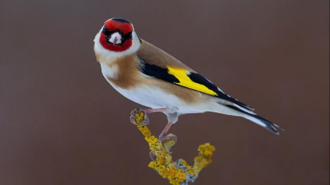 Шапка щегол