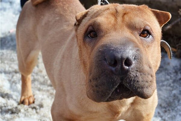 Сколько живут шарпеи в домашних условиях, продолжительность жизни шарпеев