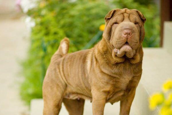 Сколько живут шарпеи в домашних условиях, продолжительность жизни шарпеев