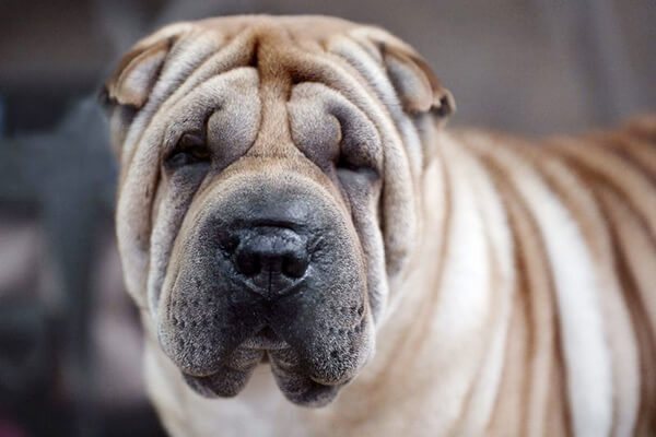 Сколько живут шарпеи в домашних условиях, продолжительность жизни шарпеев