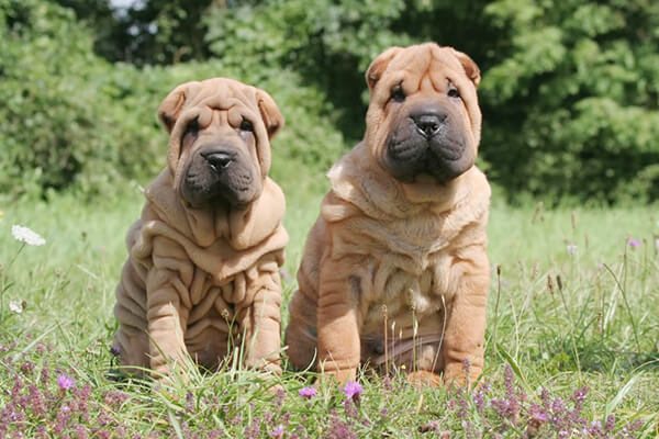 Сколько живут шарпеи в домашних условиях, продолжительность жизни шарпеев