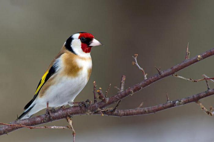 щегл в домашних условиях