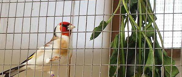 отзыв о доме щегла