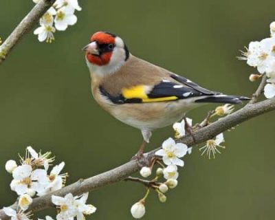 О содержании щеглов в домашних условиях: как ухаживать, чем кормить, болезни