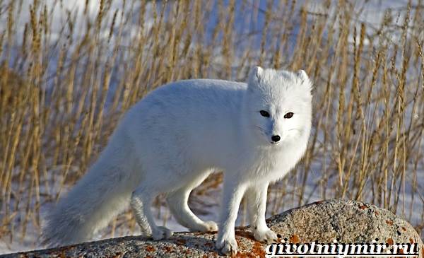 щенок лисы