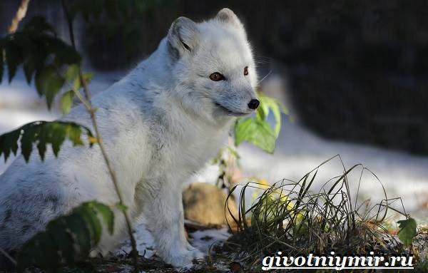 щенок лисы