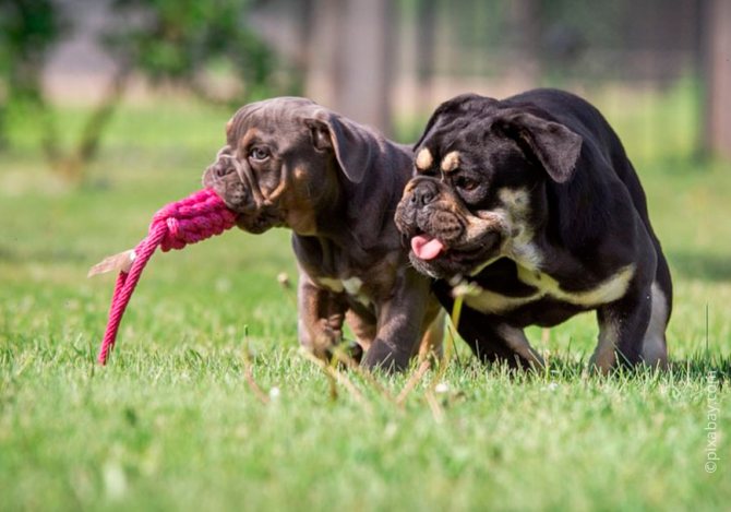 Щенки бульдога взяты из питомника в возрасте 2 месяцев
