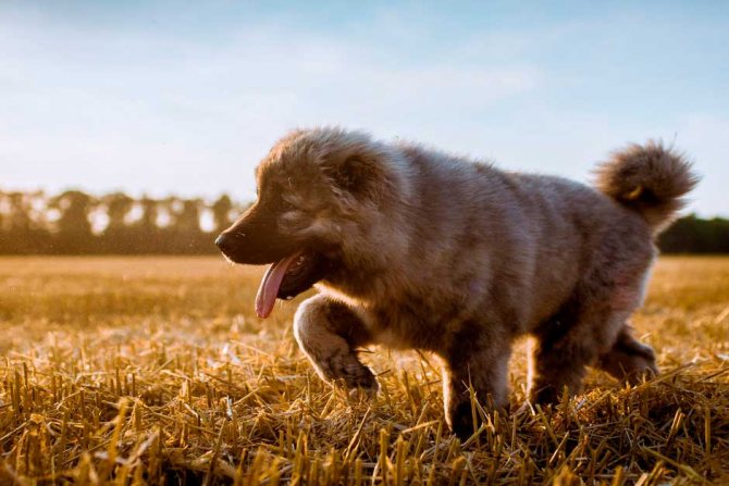 Щенок волчьей собаки