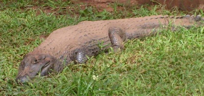 Чем отличается Кайман от аллигатора и крокодила