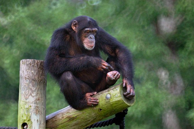 Шимпанзе