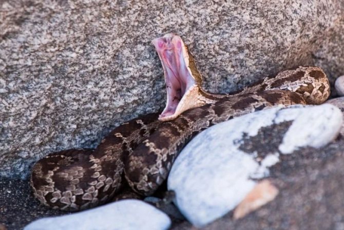 Щитомордник: обыкновенный, водяной, уссурийский, каменистый, восточный, медноголовый