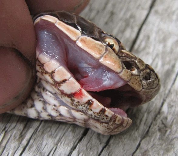 Щитомордник: обыкновенный, водяной, уссурийский, каменистый, восточный, медноголовый