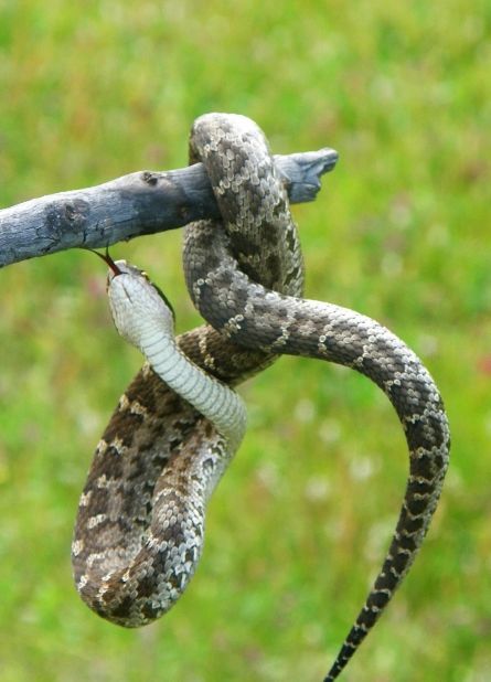 Щитомордник: обыкновенный, водяной, уссурийский, каменистый, восточный, медноголовый