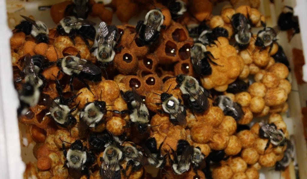 Соты в шмелином улье