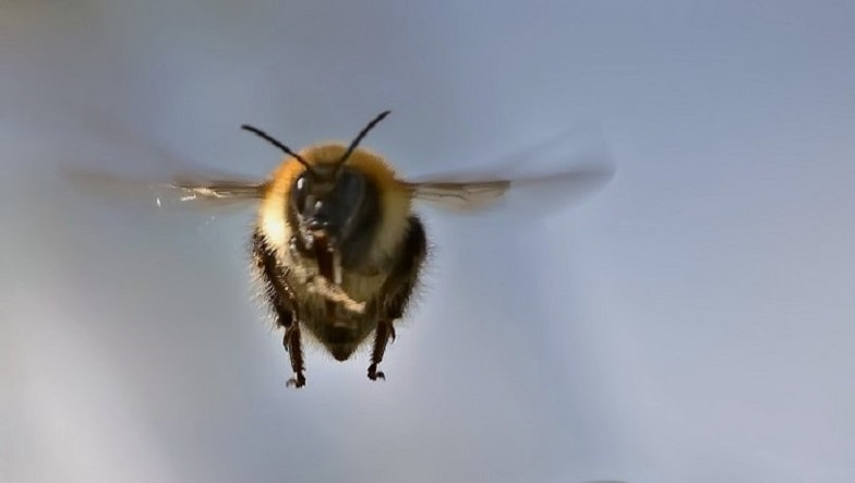 Шмель в бегах