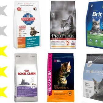 Британская шиншилла: разновидности окраса, уход и содержание