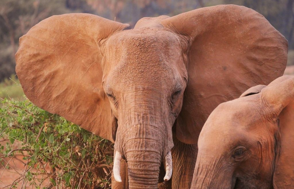 Уши слона имеют уникальный узор