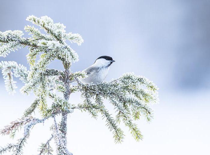 Синица буроголовая гаичка