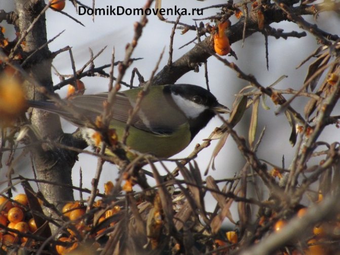 Синица на дереве