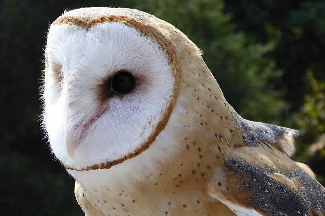 сипуха птица