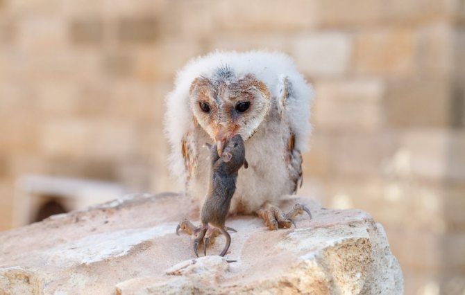 Сипуха: всё-таки Сова, или Кот?