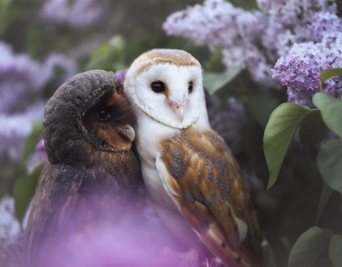 Сипуха: всё-таки Сова, или Кот?