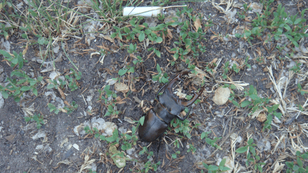 Животные красной книги Украины