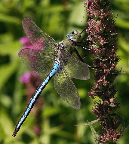 Животные красной книги Украины