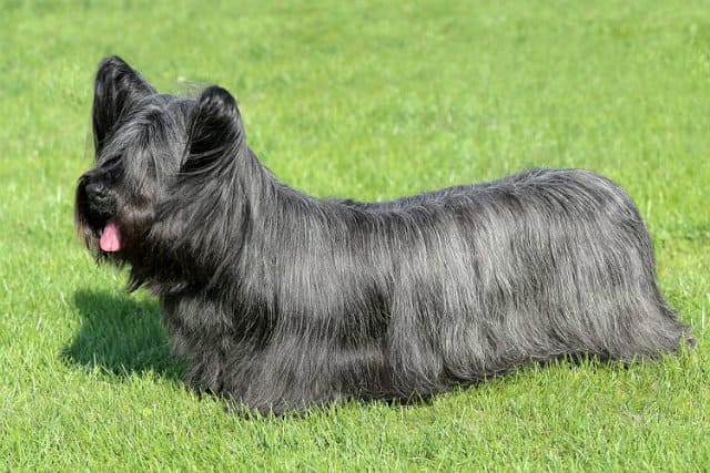 Собака с челкой на глазах