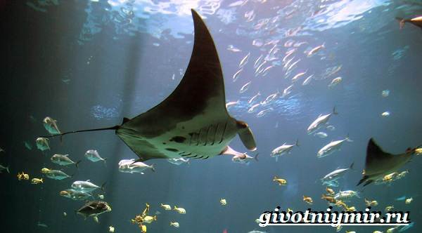 Манта-луч-образ жизни-и-среда обитания-манта-луч-6