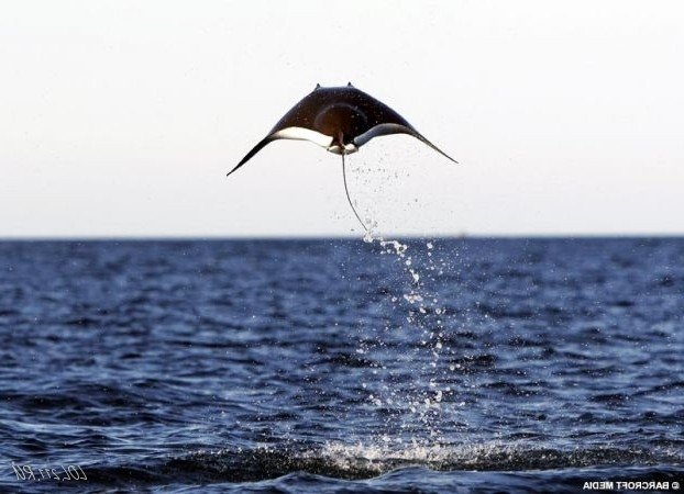 Морской дьявол