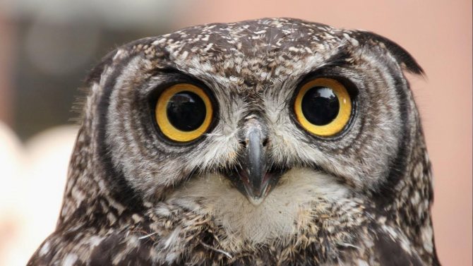 На сколько может поворачивается голова у совы и почему она крутится