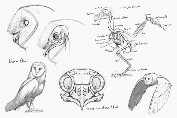 Сова - фото мудрого и древнейшего вида птицы планеты