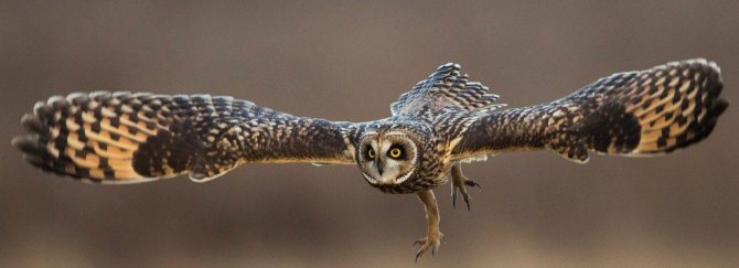 На сколько может поворачивается голова у совы и почему она крутится