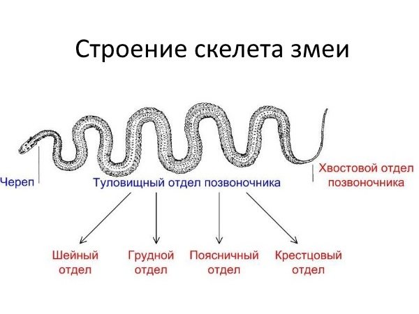 Как вылупляются змеи из яиц