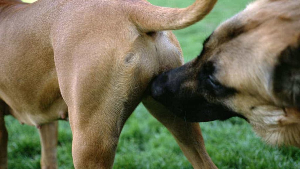 Течка у собак:  симптомы, периодичность и продолжительность