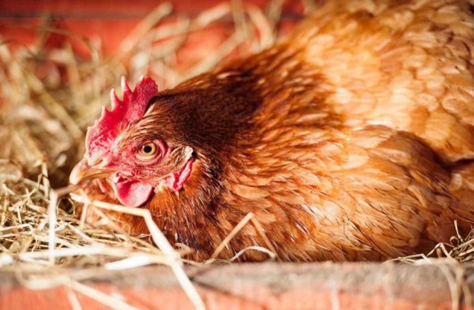 Сколько дней несутся куры