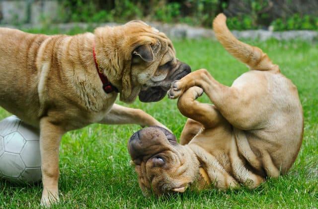 Сколько живут шарпеи в домашних условиях, продолжительность жизни шарпеев