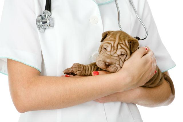 Сколько живут шарпеи в домашних условиях, продолжительность жизни шарпеев