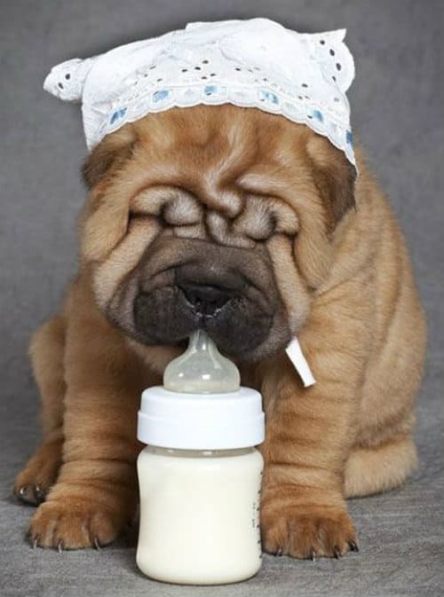 Сколько живут шарпеи в домашних условиях, продолжительность жизни шарпеев