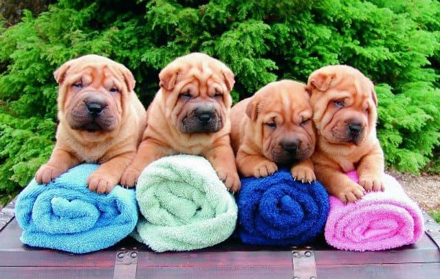 Сколько живут шарпеи в домашних условиях, продолжительность жизни шарпеев