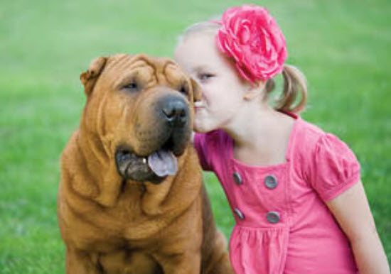 Сколько лет живут собаки шарпей